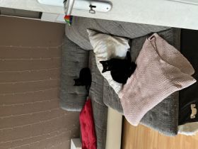 Schnudi und Yoki, 2 kleine Hauskatzen abzugeben wegen