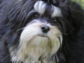 Daschko vom Schloss Cumervelde