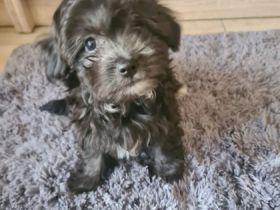 Hurra, die Welpen sind endlich da! Unsere Hündin Shanti