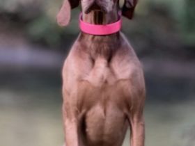 Welpen Alarm !❤️ Unsere liebe Luna hat es geschafft! Am