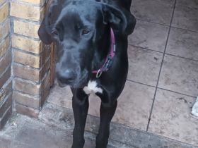 Leo, Update: Wäre erstmal nur noch der Rüde da, Lotte