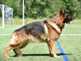 Jye vom Nordpfälzer Bergland