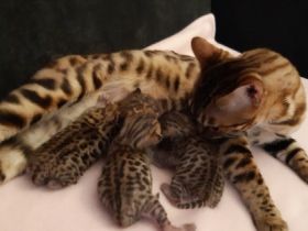 Unsere kleinen sind sehr verschmust und haben keinerlei