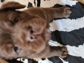 Es sind noch 3 von 4 Welpen die ein liebevolles zu