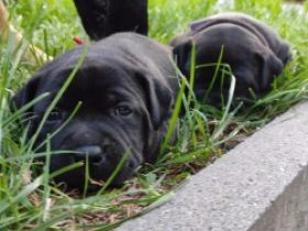 Unsere Hündin hat 8 süße Welpen bekommen. Beide