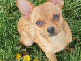 Hallo mein Name ist Teddy ich bin 1 jahr und 2 Monate