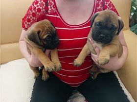 Am 09.07.2022 erblickten unsere 2 Welpen das Licht der