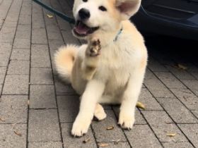 Balu (rot) und Hatchi (Türkis) sind am 29.4.22 zur Welt