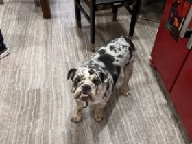 Tinka, Wir verkaufen unsere Englische Bulldogge mit