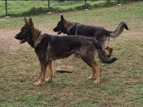 Update : Es sind noch drei Welpen ( 2 Rüden & Hündin)