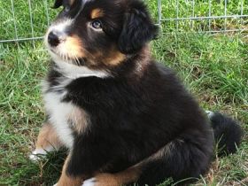 Wir sind eine kleine aber sehr feine Hobbyzucht, die