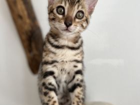 Unsere Katze Sessomara hat am 03.07.2022 4 wunderschöne