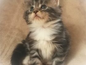 Typvolles Main Coon Mädchen mit Stammbaum in der Farbe