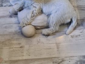 Wir sind in FCI VDH KfT.Zwei Rüde sind noch frei