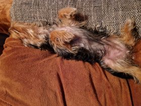 Wir haben eine süße Reinrassige Yorkshire Terrier Blue