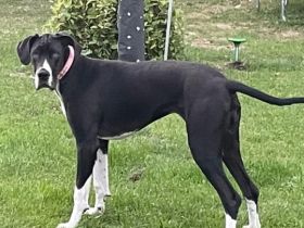 Amy, Hallo, Wir geben unsere kinderliebe Dogge ab. Sie