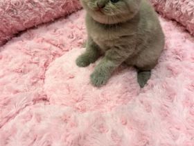 Am 12.8.22 sind 4 kleine Katzen davon 3 Jungs und 1