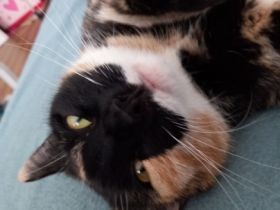 Schicki ist eine super süße Haus Katze. Sie geht bei