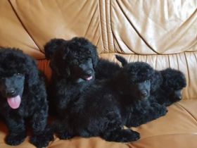 Schwarze Mini Pudelwelpen Sie haben veimpft, gechipt