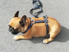 Irish ist eine wunderschöne red fawn Hündin im FCI