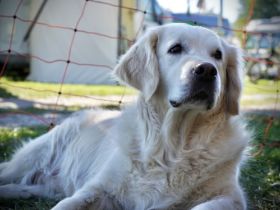 * Wurferwartung Ende September / Anfang Oktober 2022
