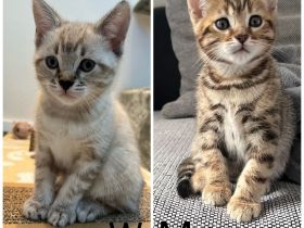 2 kleinen Fellnasen suchen ein neues Zuhause Unsere