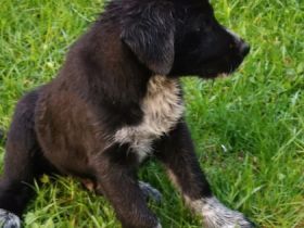 Hallo unsere Labrador Hündin hat 7 Welpen zur Welt