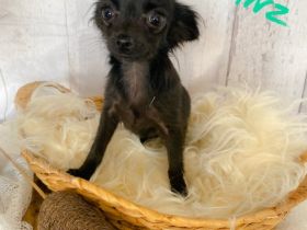 Unsere reinrassigen langhaar Chihuahuas dürfen