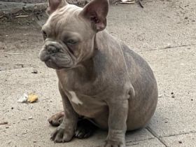 Unser Ms Elli hat am 01.07.22. fünf gesunde Welpi‘s auf