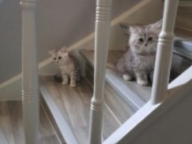 Hallo erst einmal , Ich freue mich das Sie sich für