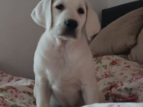 Wir züchten seit über 20 Jahren Labradore. Daher können