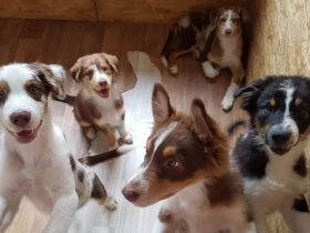 ✔Dringend liebevolle zu Hause gesucht ✔ Am 5.5.22 hat