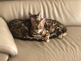 Loki und Thor, Allergiebedingt müssen wir unsere Brüder