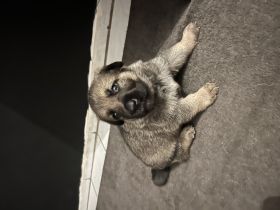 Deutscher Schäferhund, Welpen