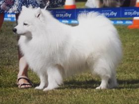 Kerngesunde, wesensfeste, reinrassige Welpen mit