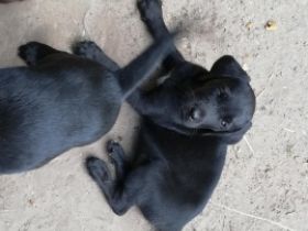 Wir haben einen schönen Wurf Labrador Welpen und geben