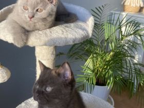 Wir haben noch 2 wunderschöne männliche British