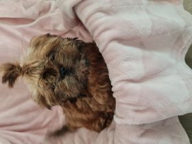 kleine Shi Tsu Welpen (weiblich), geboren am 01.06.2022