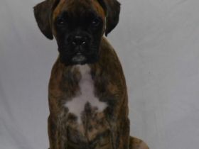 Hallo 5 Boxerwelpen suchen ab dem 25.09.9.22 ein neues