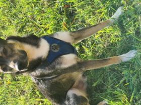 Dies ist Flash,ein lieber und aktiver Wegbegleiter,der