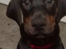 Dobermann, Welpen