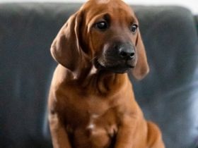 Hallo liebe Ridgeback Fans, unsere beiden Lieblinge