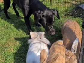 Rocky, Schwarzer Labrador-Mix Rüde 3 Jahre Kastriert 