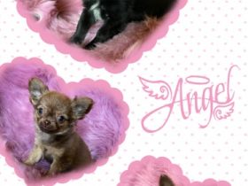 Hallo wir drei sind von 5 Geschwistern noch zu haben-