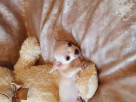 Unsere Langhaar Chihuahua Hündin hat am 20.07.2022 4