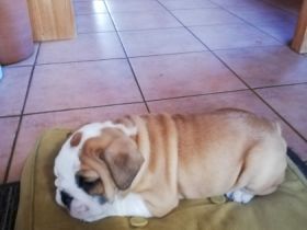 Unsere kleinen Speckhasen reine Englische Bulldoggen