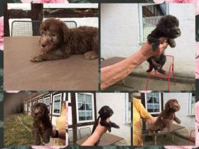 5 wunderschöne reinrassige BedlingtonTerrierRüden (2