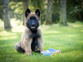 Zücherstation "Sweet Journey" bietet Tervuren-Welpen