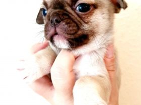 Wir haben noch 4 kleine Welpen die ab Oktober ein neues