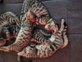 Am 10.07.2022 sind 5 wunderschöne Rassekatzenbabys zur